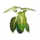 Xanthosoma Lindenii Magnificum Seedlings: Multi-Functional & Customizable 1