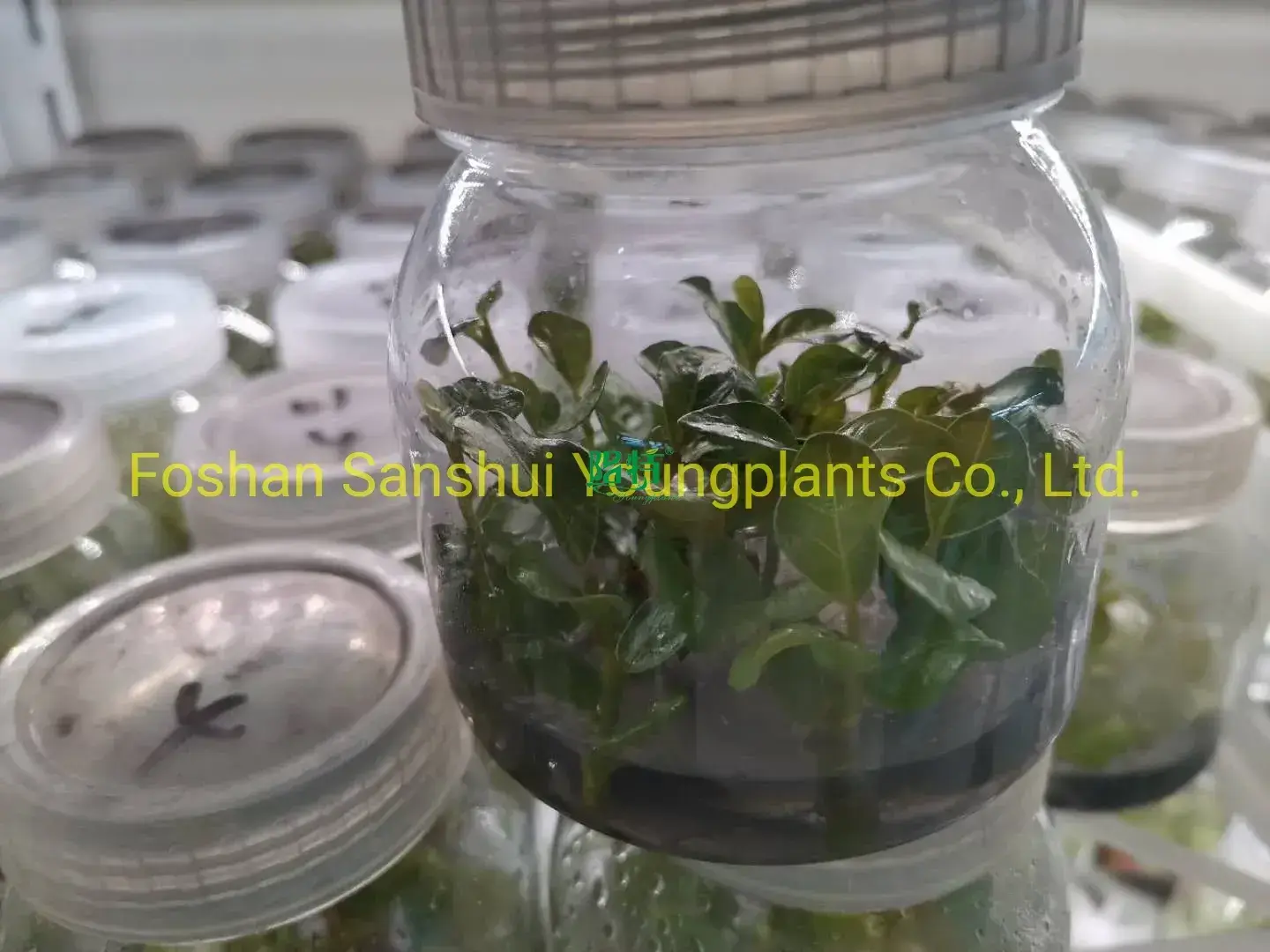 Coccoloba Uvifera Tissue Culture Plant - Wholesale from China 1