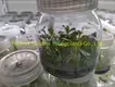 Coccoloba Uvifera Tissue Culture Plant - Wholesale from China 1