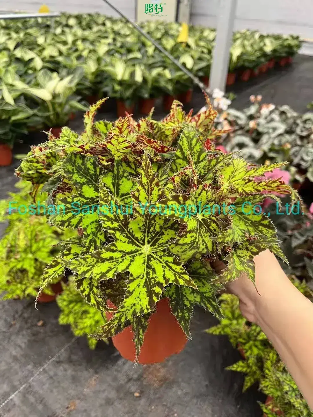 Begonia Geomitry Special Foliage & Flower Plant - Wholesale from China 1