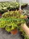 Begonia Geomitry Special Foliage & Flower Plant - Wholesale from China 1