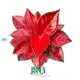 Aglaonema Thailand Red: Vibrant Red Foliage for Tropical Environments 1