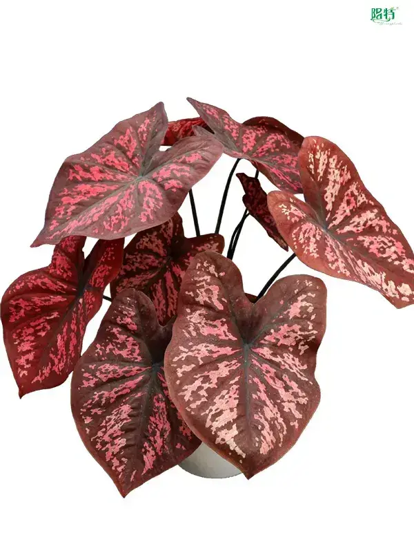 Caladium Black Knight Wholesale: Quality Tissue Culture Plants 1