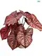 Caladium Black Knight Wholesale: Quality Tissue Culture Plants 1