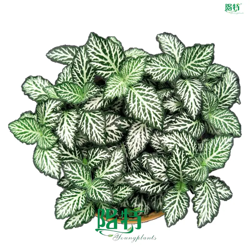 Fittonia Tiger Indoor Plants - High-Quality Tissue Culture Industry Leader 1