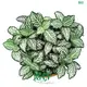 Fittonia Tiger Indoor Plants - High-Quality Tissue Culture Industry Leader 1