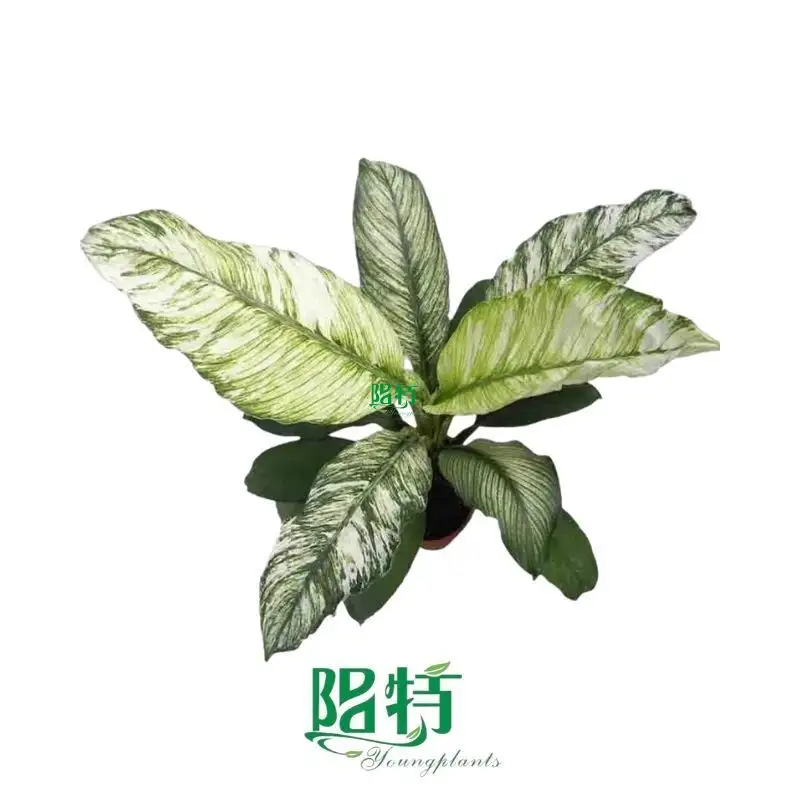 Peace Lily Care Guide: Spathiphyllum Plant Wholesale 1