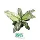 Peace Lily Care Guide: Spathiphyllum Plant Wholesale 1