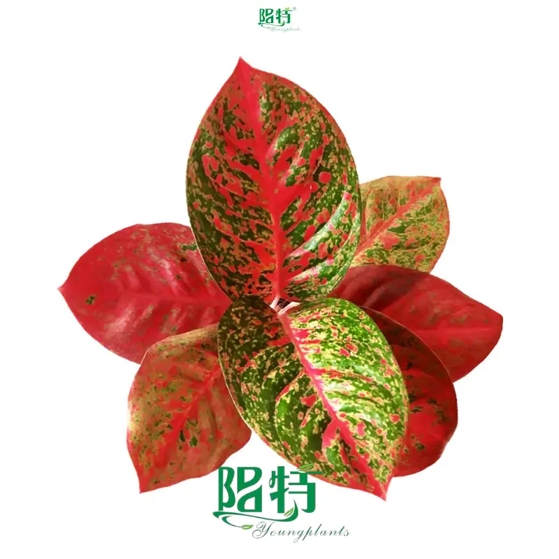 Colorful Aglaonema: Hybrided for vibrant foliage 1