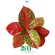 Colorful Aglaonema: Hybrided for vibrant foliage 1
