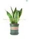 Efficiently Improved Sansevieria Compacta Bonsai 1