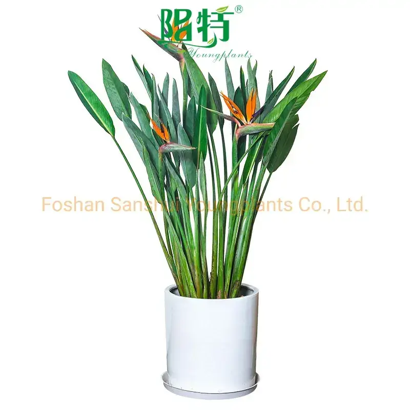 Strelitzia Reginae White Flower Tray Plant Seeds - Foshan Youngplants 1