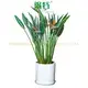 Strelitzia Reginae White Flower Tray Plant Seeds - Foshan Youngplants 1