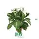 Spathiphyllum Tissue Culture Wholesale: Strong Technological Development 1