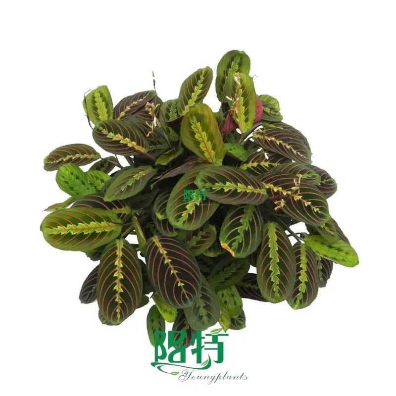 Calathea Tissue Culture Plants - High Quality and Affordable 1