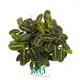 Calathea Tissue Culture Plants - High Quality and Affordable 1