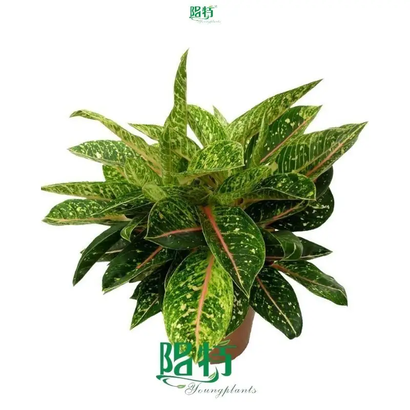 Red Aglaonema: Vibrant Colors for Indoor Spaces 1