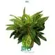 Red Aglaonema: Vibrant Colors for Indoor Spaces 1