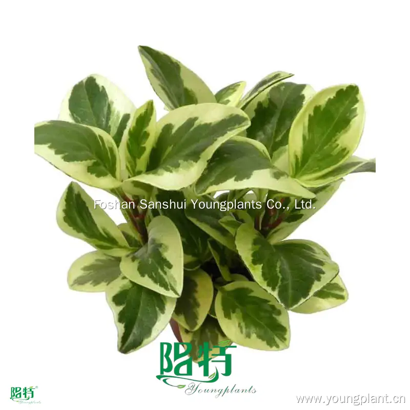 Peperomia Obtusifolia Albo-Marginata Ornamental Plant - Wholesale Import from China 1