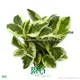 Peperomia Obtusifolia Albo-Marginata Ornamental Plant - Wholesale Import from China 1