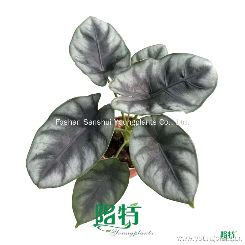 Alocasia lauterbachiana: Deep Color, Easy Care 1