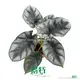 Alocasia lauterbachiana: Deep Color, Easy Care 1