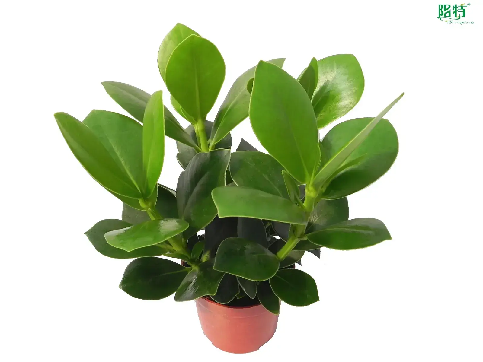 Clusia Rosea Queen Wholesale Young Plants - Advanced Technology 1