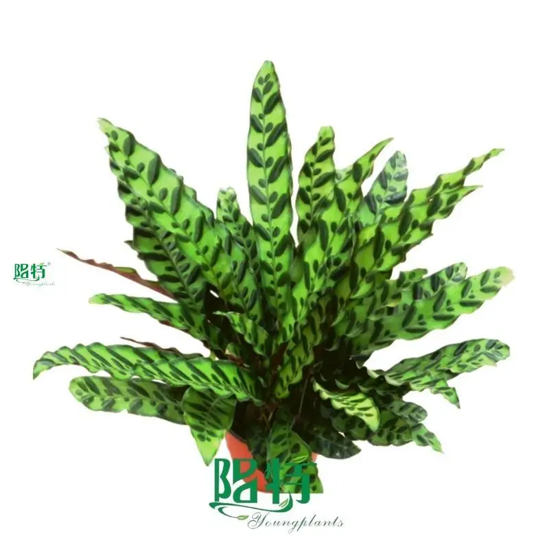Epipremnum Tissue Culture Plants by Foshan Youngplants 1