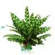 Epipremnum Tissue Culture Plants by Foshan Youngplants 1