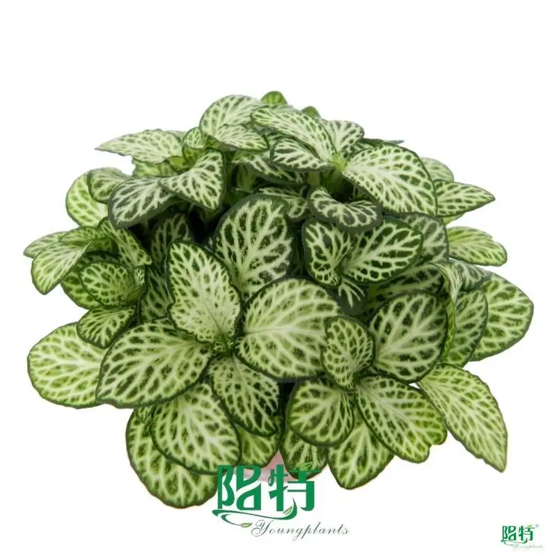 Fittonia 'White Anne' Houseplant: Bright Light, High Humidity, Easy Care 1