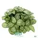 Fittonia 'White Anne' Houseplant: Bright Light, High Humidity, Easy Care 1