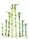 20cm Straight Lucky Bamboo Wholesale - High-Tech Innovation by Foshan Sanshui Youngplants 1