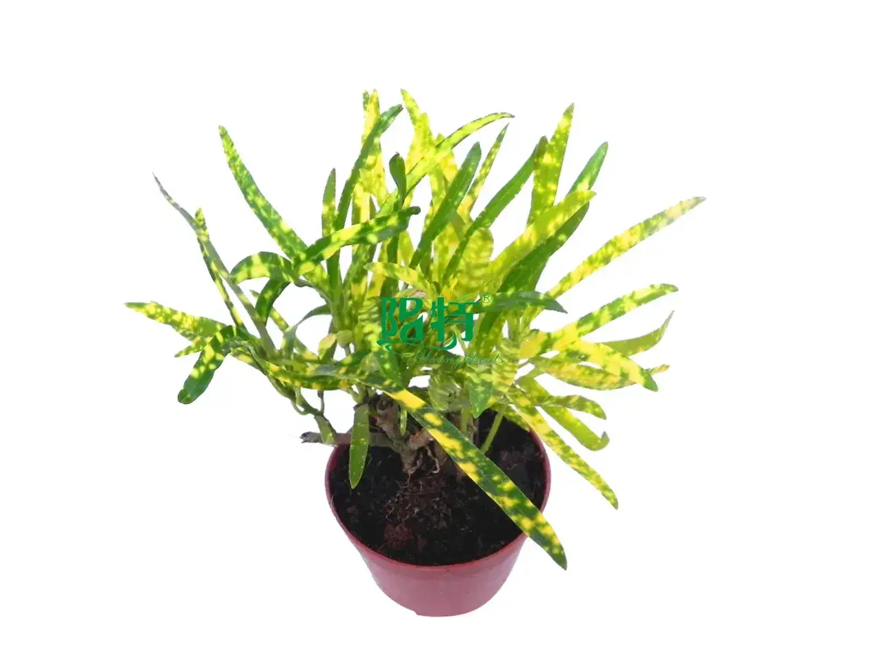 Golden Star Bonsai Tray: Codiaeum Variegatum Golden Star Live Plant 1