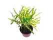 Golden Star Bonsai Tray: Codiaeum Variegatum Golden Star Live Plant 1