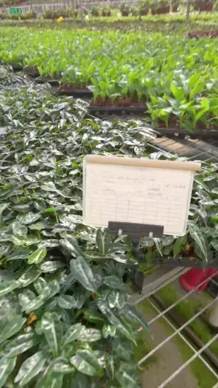 High-Efficiency Alocasia Bambino Plantlets for Flower & Gardening 1