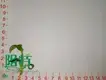 Xanthosoma Tissue Culture Live Plant - Versatile and High Quality 1