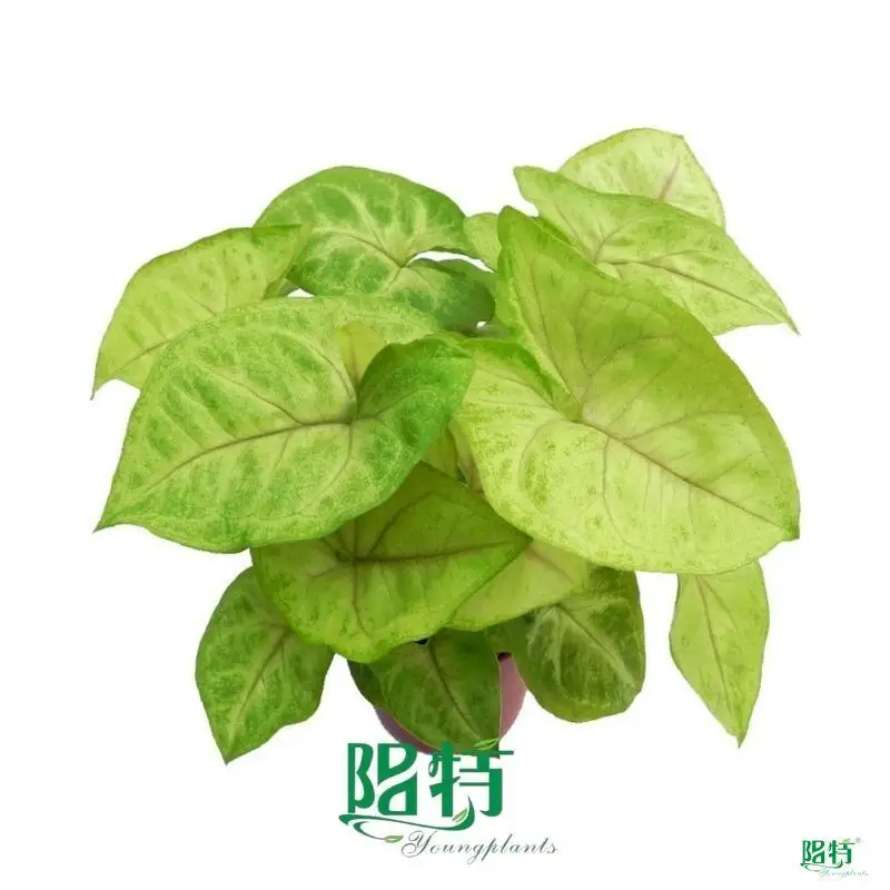 Syngonium Podophyllum Golden Allusion Plant - Optimal Technology Upgrade 1