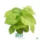 Syngonium Podophyllum Golden Allusion Plant - Optimal Technology Upgrade 1