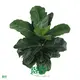 Variegated Ficus Lyrata Bonsai - Large Production in Tissue Culture 1