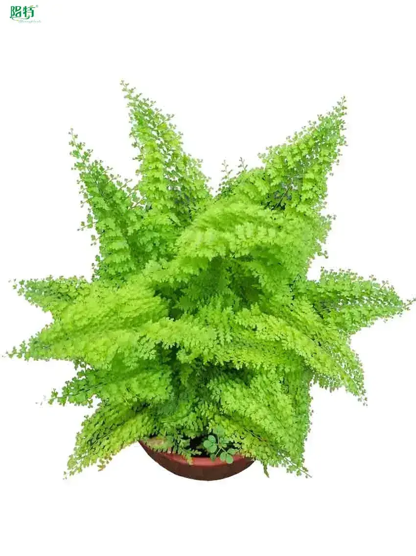 High-Efficiency Fern Nephrolepis Indoor Plant Tray Plug 1