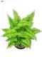 High-Efficiency Fern Nephrolepis Indoor Plant Tray Plug 1