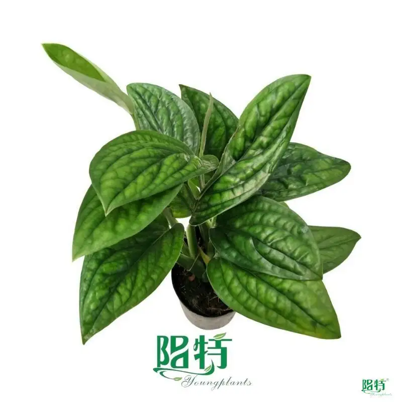 Monstera Karsteniana 'Jade Shuttlecock' Tissue Culture Real Plant - Wholesale 1