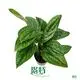 Monstera Karsteniana 'Jade Shuttlecock' Tissue Culture Real Plant - Wholesale 1