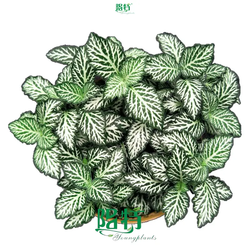 Fittonia Tiger Indoor Plants: High-Quality Tissue Culture Solution 1