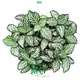 Fittonia Tiger Indoor Plants: High-Quality Tissue Culture Solution 1