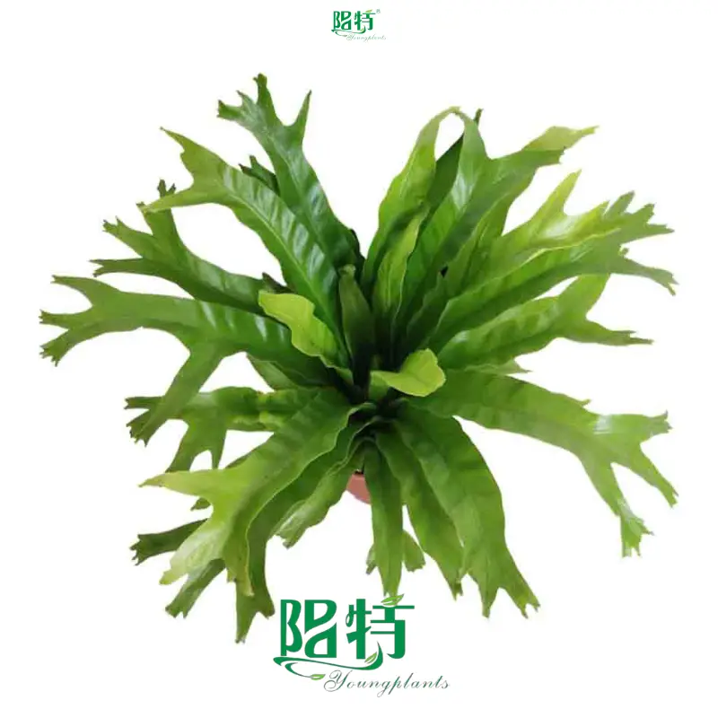 Fern Tray Plants Wholesale - Highest Quality, Affordable Prices 1