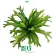 Fern Tray Plants Wholesale - Highest Quality, Affordable Prices 1