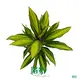 Cordyline 'Kiwi' - Bright Light, Warm Temperatures, High Humidity 1