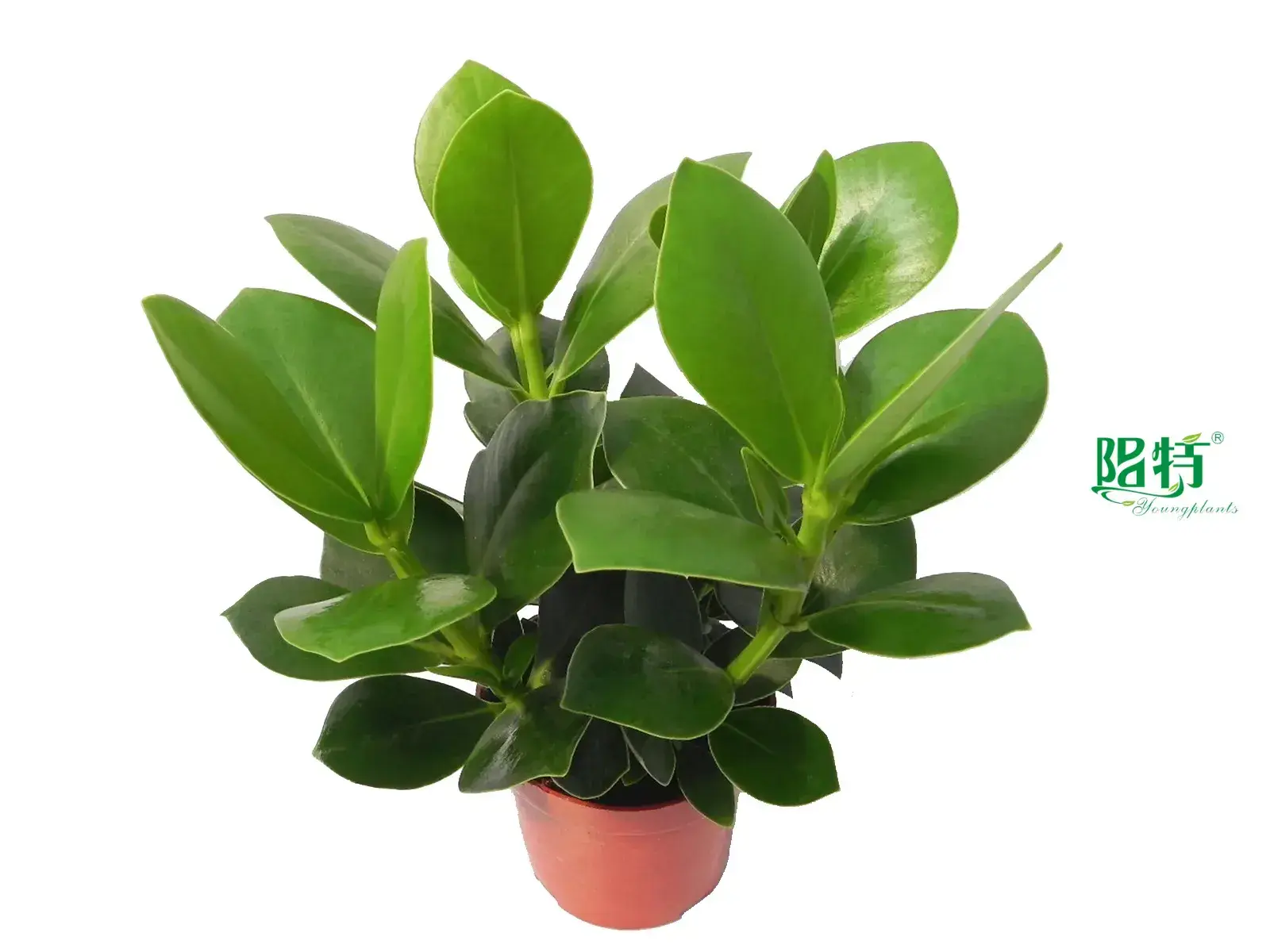 Clusia Rosea Queen Wholesale Young Plants - Advanced Technology for Flower & Gardening 1