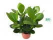 Clusia Rosea Queen Wholesale Young Plants - Advanced Technology for Flower & Gardening 1